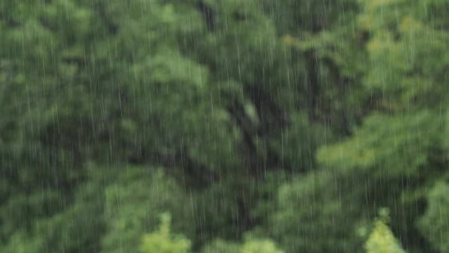 Tokyo,Japan - October 7, 2022: Heavy rain on forest background
