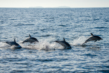 Obraz premium A pod of dolphins swimming and jumping near St Kilda in the outer Hebrides of Scotland
