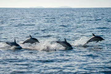 Meubelstickers A pod of dolphins swimming and jumping near St Kilda in the outer Hebrides of Scotland © Acres