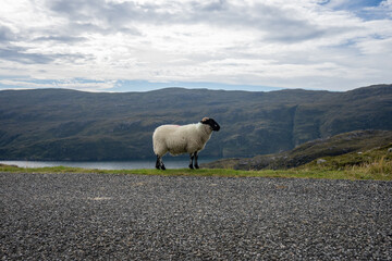 Sheep grazing on grass on the Isle of Harris in Scotland