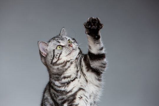 Freisteller einer Katze