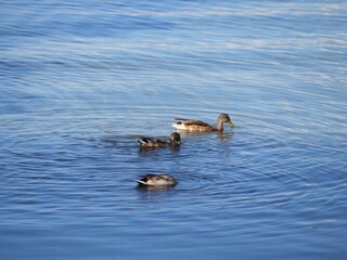 Fototapeta premium group of ducks in the water