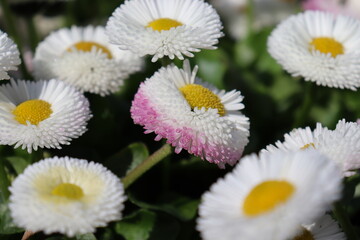 white daisies (Bellis perennis) in a garden © Simone