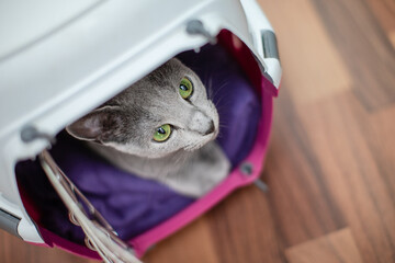 Katze in Transportbox auf dem Weg zum Tierarzt