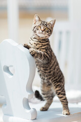 getigerte Katze auf Stuhl