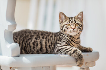 getigerte Katze auf Stuhl