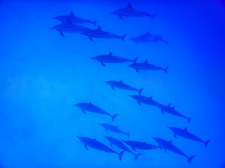 incredible meeting with dolphins while diving in the sea