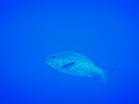 large common dentex fish in blue water from egypt side view