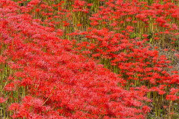 池の周囲に群生する彼岸花