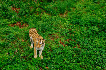 Naklejka na ściany i meble Amur tiger in the zoo enclosure. A dangerous mammal is a predatory animal of the taiga. big wild cat
