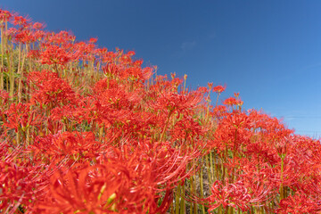 池の周囲に群生する彼岸花