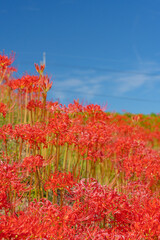 池の周囲に群生する彼岸花