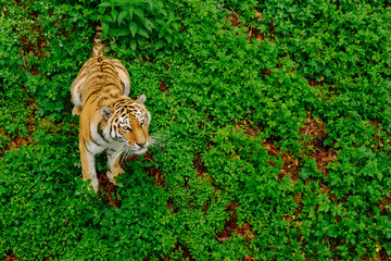 Tiger looking intently up, top view