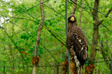 Steller's sea eagle sits on a stump against the background of trees. Bird of prey looking directly at the camera