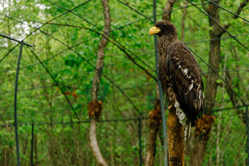 Steller's sea eagle sits on a stump against the background of trees. Bird of prey looking straight ahead
