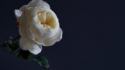 Close-up white flowers English cultivar Crocus Rose,David Austin rose,delicate white flower with petals inner glow on dark background.Wedding card,Valentine's day,Happy birthday greeting.Copy space. © Komchatnykh Tetiana