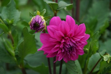 美しく咲き誇るダリア