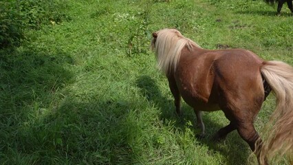 Slow Motion Shot Of Shetland Ponies In Meadow Field - Tracking Shot