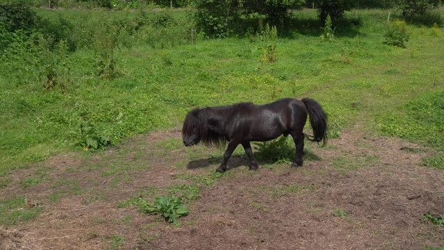Black Stallion Shetland Pony in Field - Tracking Shot