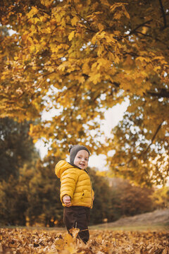 Little boy in yellow  jacket playing with autumn fallen leaves in park. Child laughing throwing up orange maple leaves.