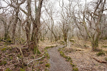 bare trees and vines in winter forest