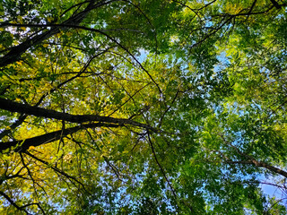 leaves against blue sky