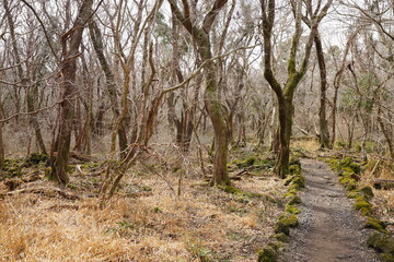 Obraz premium winter path through bare trees