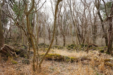 trees in the winter forest