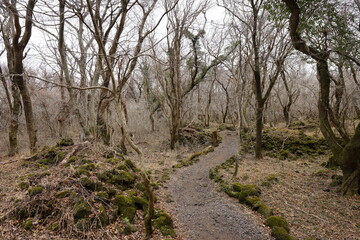 mossy rocks and bare trees in deep forest