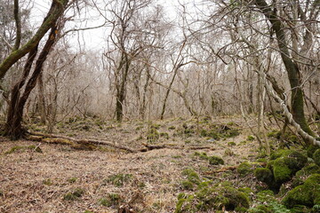 bare trees and vines in winter forest