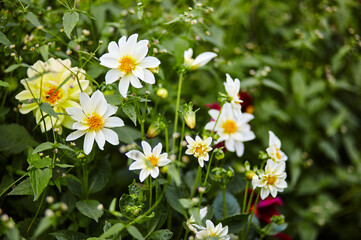 White flowers dahlia pinnata in the garden. Beautiful spring or summer blooming plant. Family name Asteraceae, Scientific name Dahlia. Selective focus, blurred background