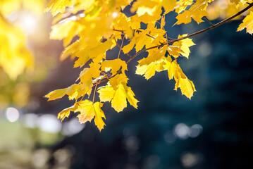 Autumn background-yellow maple leaves in the city Park
