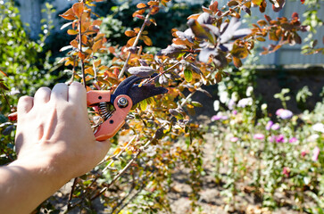 Man gardening in backyard. Mans hands with secateurs cutting off wilted flowers on bush. Seasonal gardening, pruning plants with pruning shears in the garden