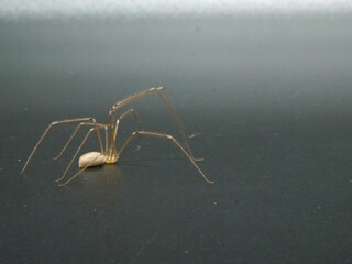 ユウレイグモ【黒背景】