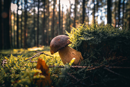 Nahaufnahme Maronen-R&ouml;hrling im Bayerischen Wald. Dunkler Hintergrund. Wilde Pilze, die im Wald wachsen.