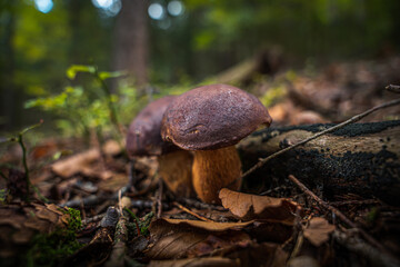 Nahaufnahme Maronen-Röhrling im Bayerischen Wald. Dunkler Hintergrund. Wilde Pilze, die im Wald wachsen.