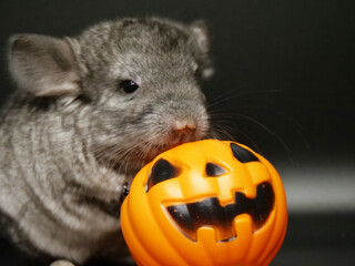 カボチャのお菓子入れが気になるチンチラの子ども