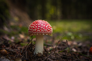 Nahaufnahme Fliegenpilz im Herbstwald in Bayern. Dunkler Hintergrund. Wilde Pilze, die im Wald wachsen.