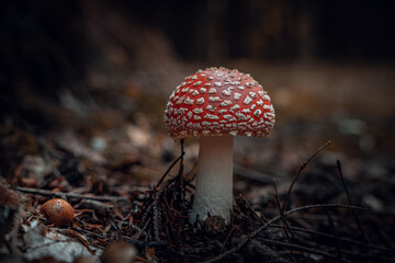 Nahaufnahme Fliegenpilz im Herbstwald in Bayern. Dunkler Hintergrund. Wilde Pilze, die im Wald wachsen.