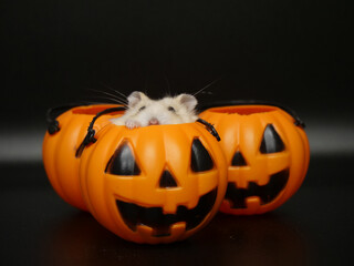 カボチャから頭を出したジャンガリアンハムスター