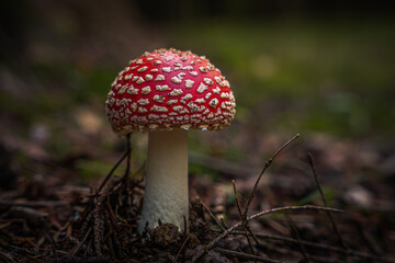 Nahaufnahme Fliegenpilz im Herbstwald in Bayern. Dunkler Hintergrund. Wilde Pilze, die im Wald wachsen.