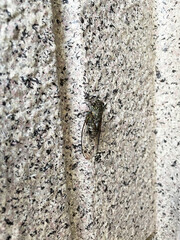 壁にとまっているツクツクボウシ