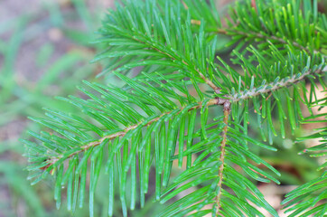 Green spruce branch close-up macro photo.