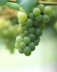 美味しいブドウ狩りの季節