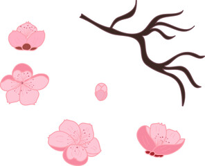 Free hand Sakura flower vector set, Beautiful line art Peach blossom isolate on white background.