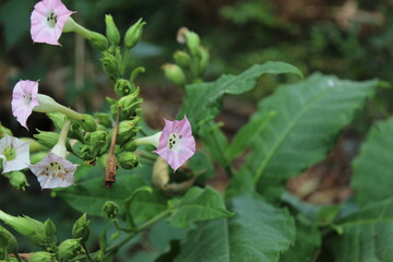 tobacco flower