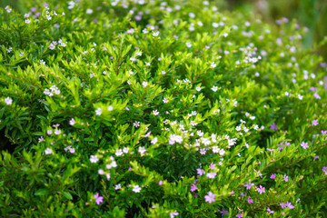 Beautiful Green Shrub with Little Purple Flowers,False Heather or Elfin Herb flower, Mexican heather's little purple flowers (Cuphea hyssopifolia