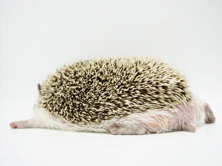 寝そべるハリネズミのお尻