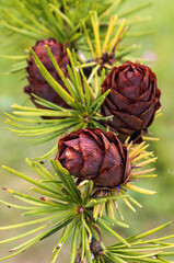 Close-up view of pine cones on a branch