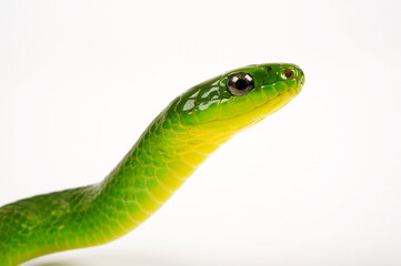 Obraz premium Chinese Green Snake, Greater green snake // Chinesische Grasnatter (Ptyas major, Cyclophiops major)